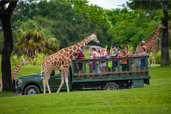 Busch Gardens, Tampa Bay, Florida